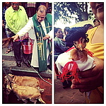A couple images from a ceremony referred to as the Blessing of the Animals where Mexicans bring their pets to the church to be blessed!